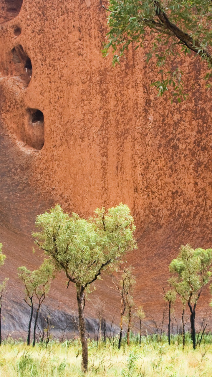 Обои растительность, Улуру, Аэропорт Айерс-Рок, дерево, древесные растения в разрешении 720x1280