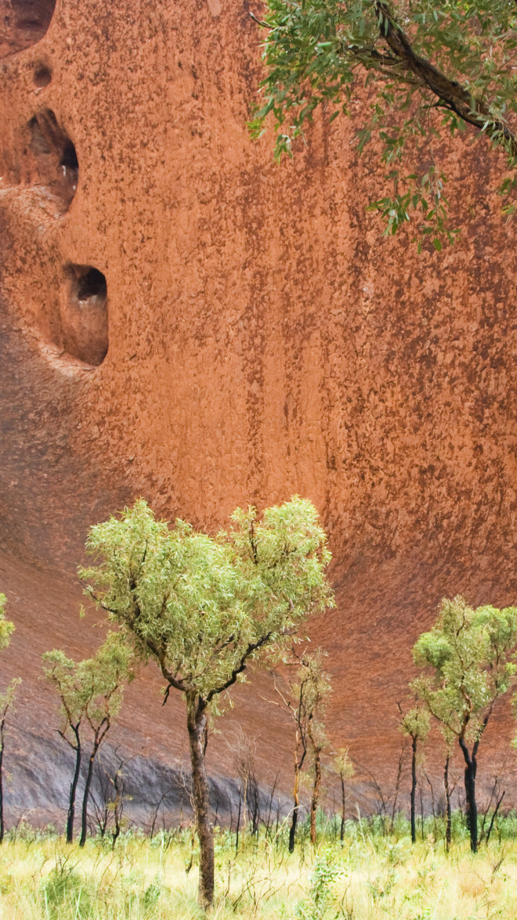 Обои растительность, Улуру, Аэропорт Айерс-Рок, дерево, древесные растения в разрешении 750x1334
