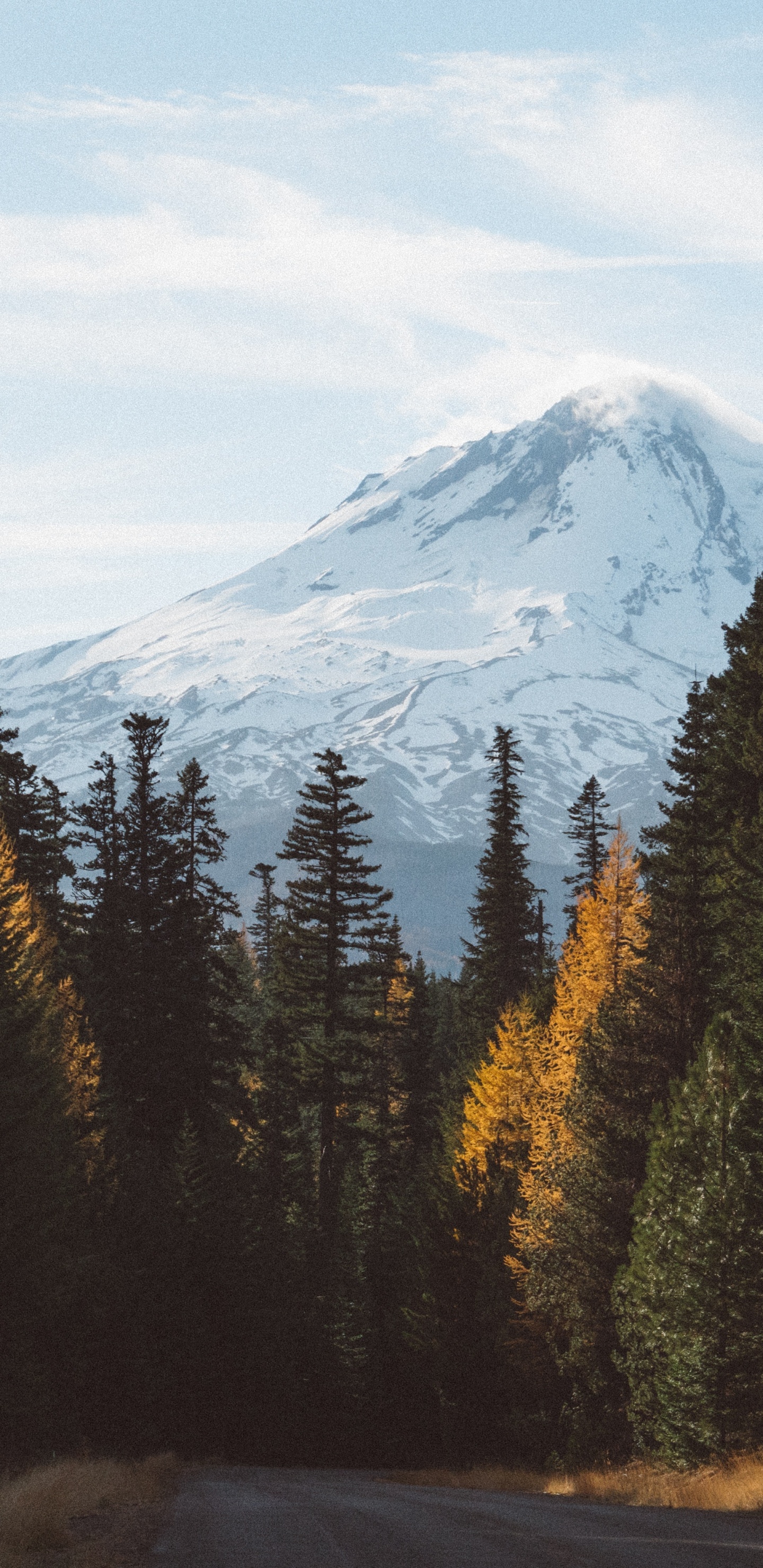 Обои гора, лес, дерево, природа, дикая местность в разрешении 1440x2960