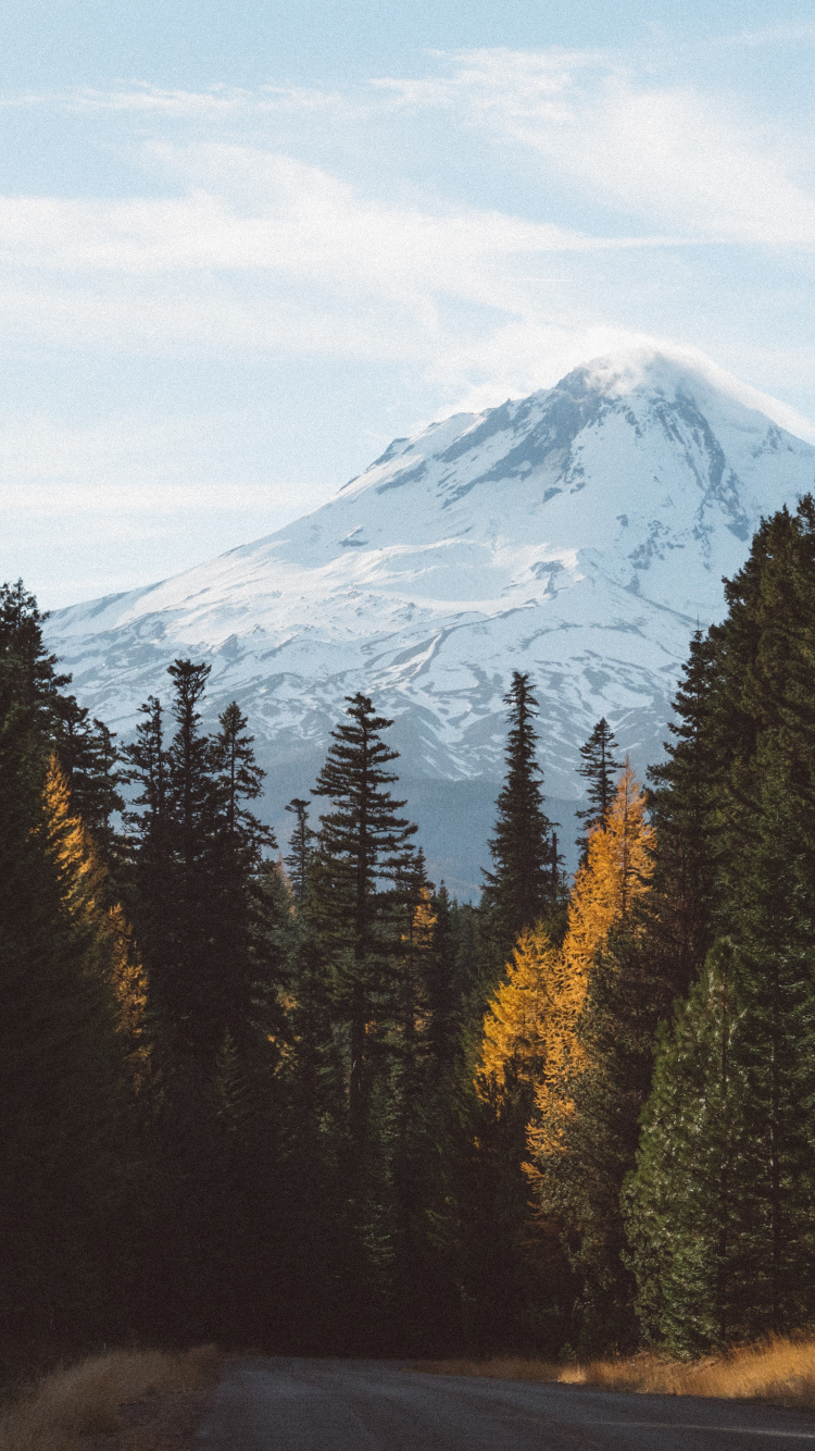 Обои гора, лес, дерево, природа, дикая местность в разрешении 750x1334