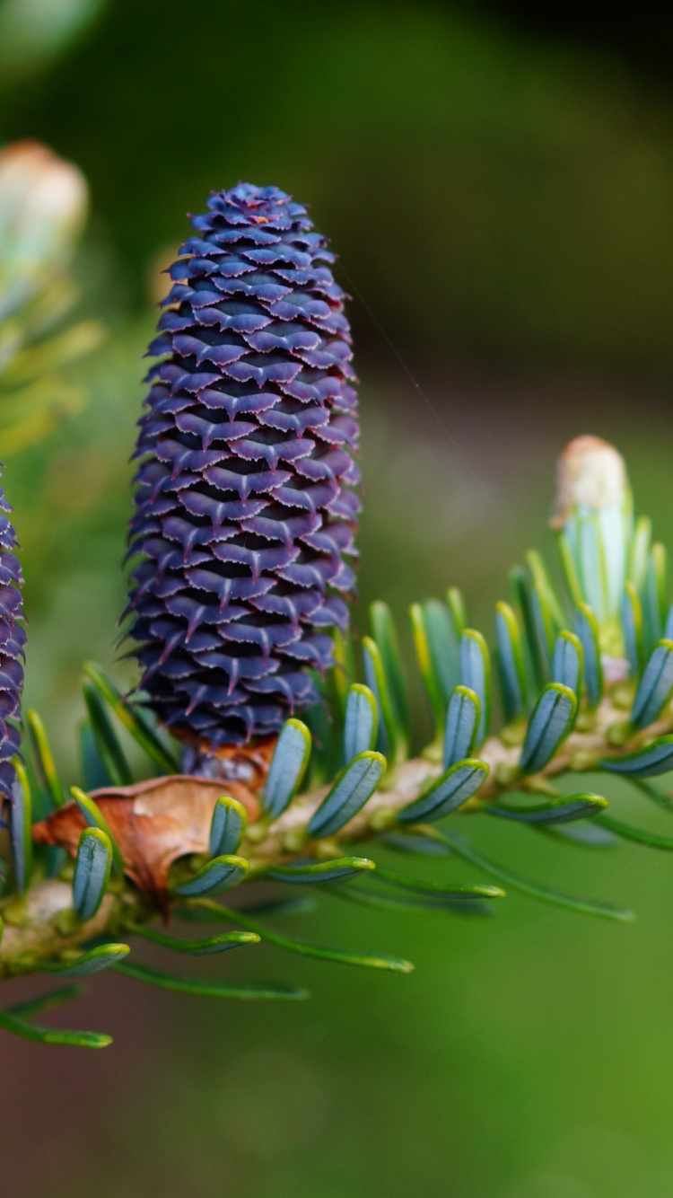 Обои синие шишки, хвойные конуса, пихта, сосна, Хвойные в разрешении 750x1334