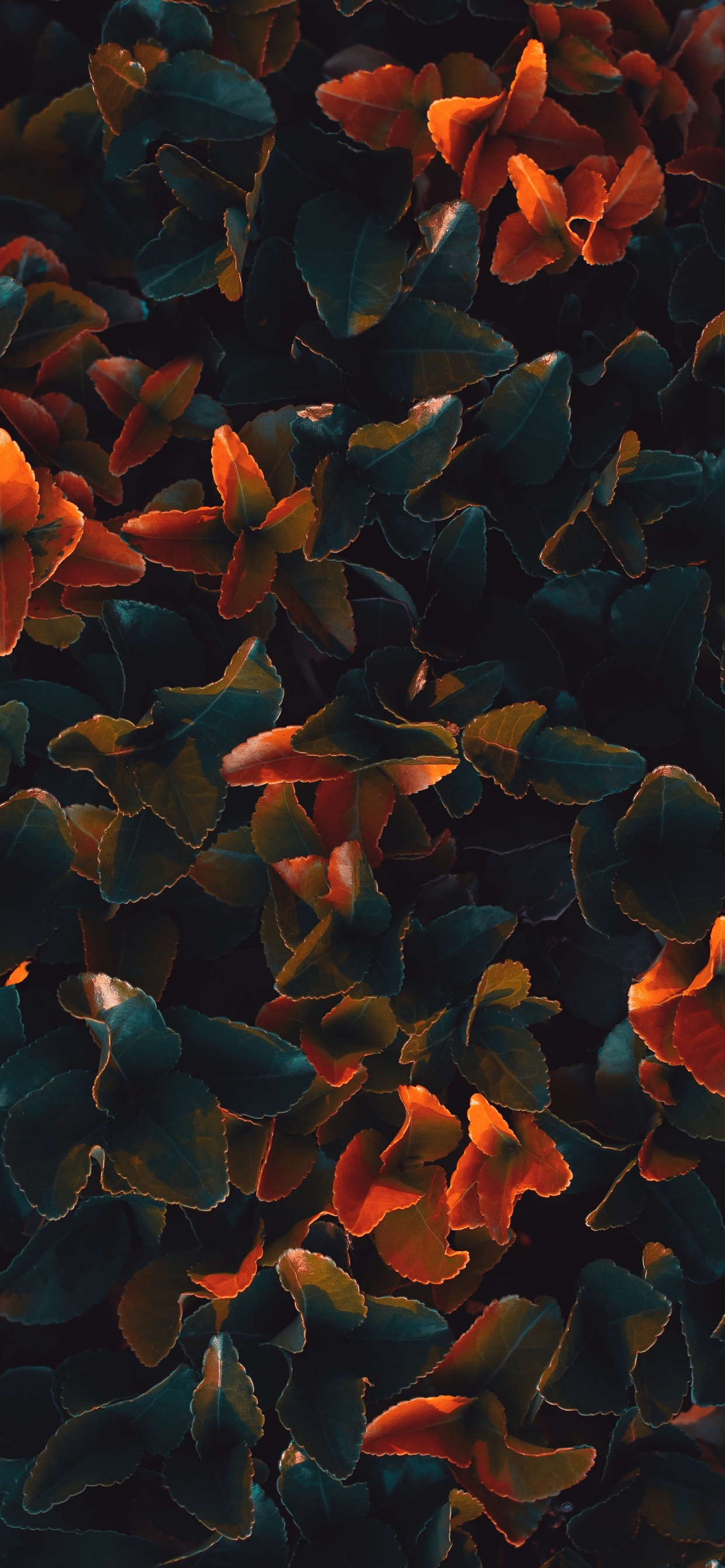 Обои Апельсин, вода, лист, узор, растение в разрешении 1242x2688