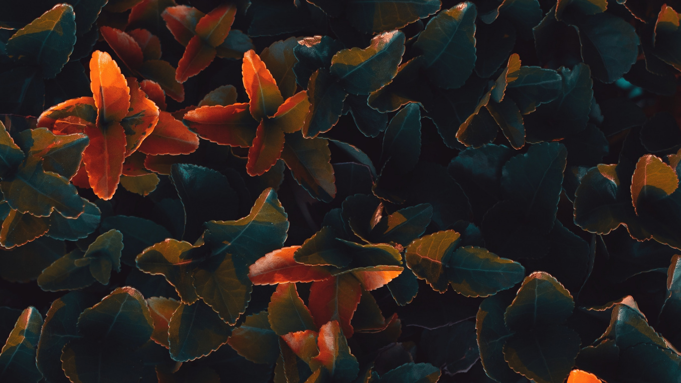 Обои Апельсин, вода, лист, узор, растение в разрешении 1366x768