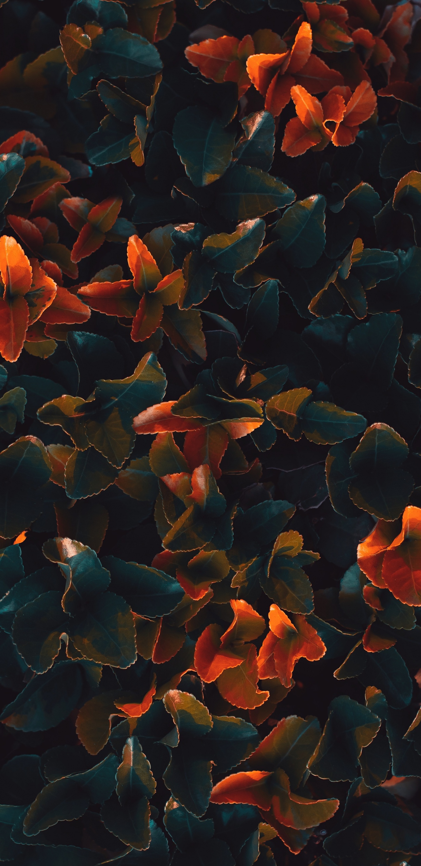 Обои Апельсин, вода, лист, узор, растение в разрешении 1440x2960