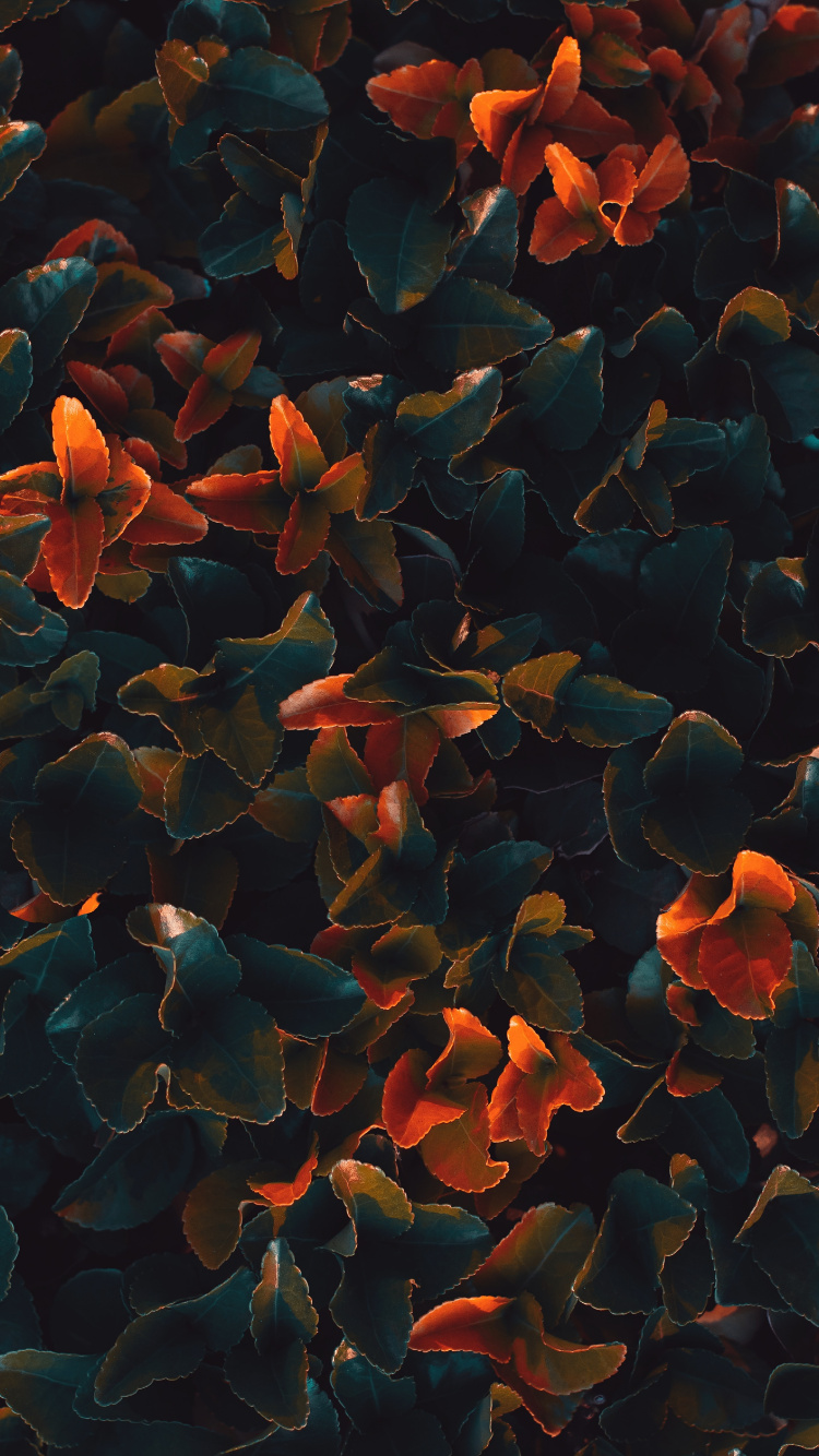 Обои Апельсин, вода, лист, узор, растение в разрешении 750x1334