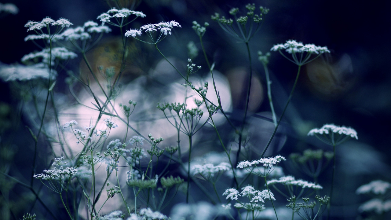 Обои растение, ветка, Цветочный сад, Флора, цветник в разрешении 1280x720