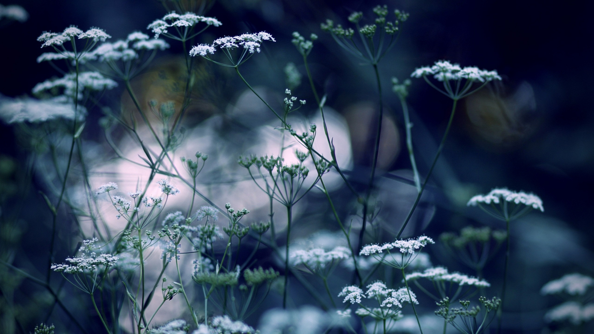 Обои растение, ветка, Цветочный сад, Флора, цветник в разрешении 1920x1080