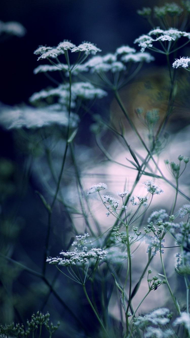 Обои растение, ветка, Цветочный сад, Флора, цветник в разрешении 750x1334