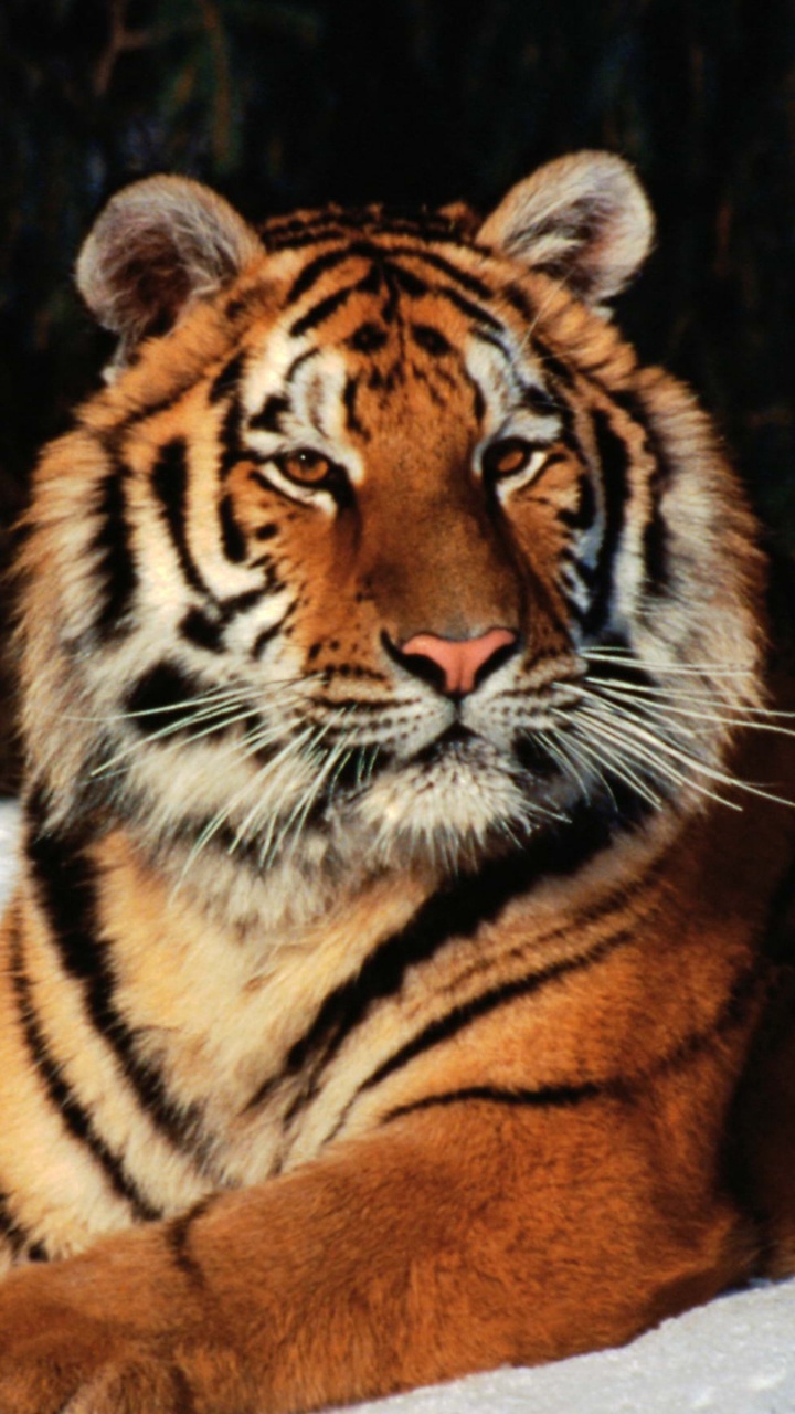 Обои Лев, большая кошка, тигр, живая природа, наземные животные в разрешении 720x1280