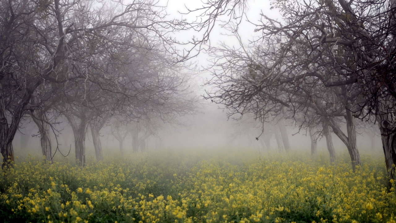 Обои природа, дымка, дерево, туман, утро в разрешении 1280x720