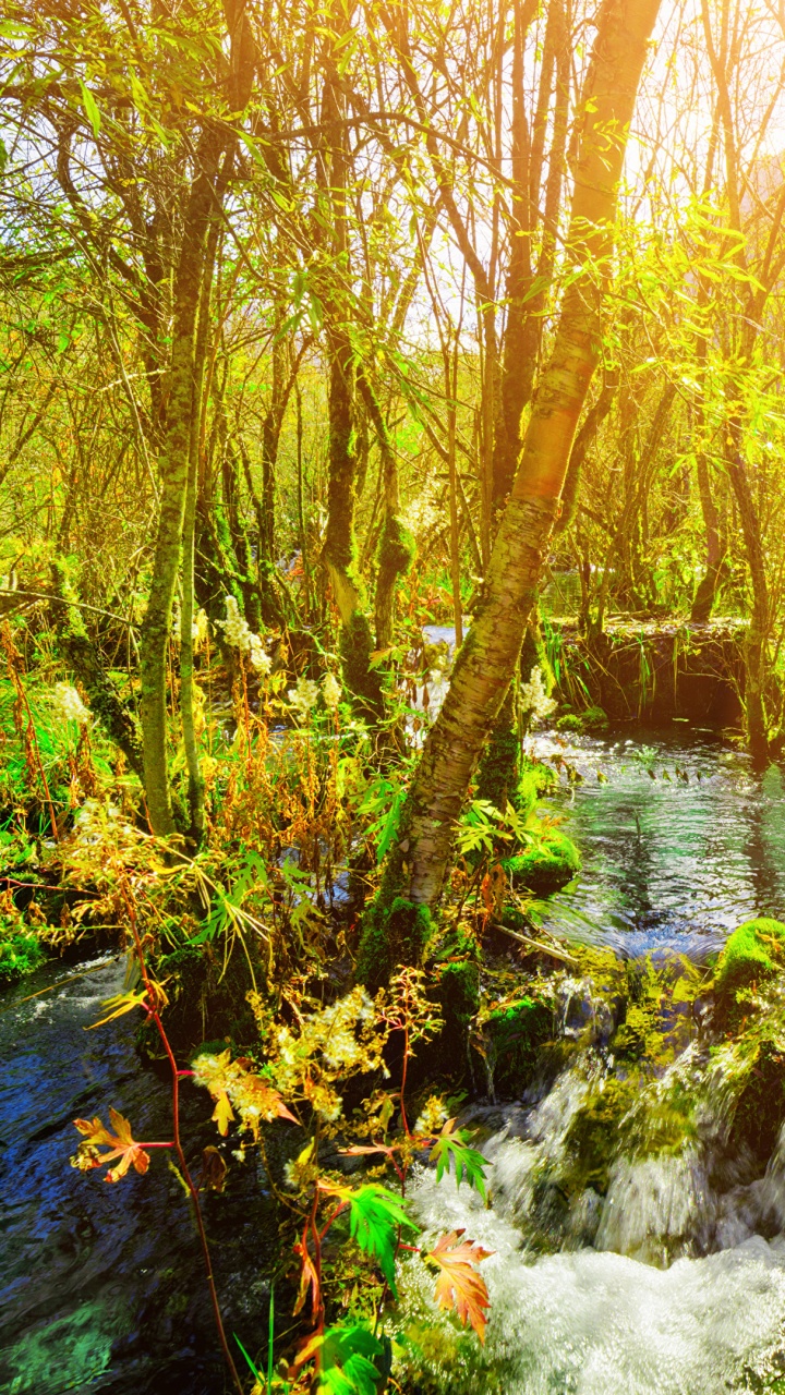 Обои парк, национальный парк, природа, природный заповедник, растительность в разрешении 720x1280