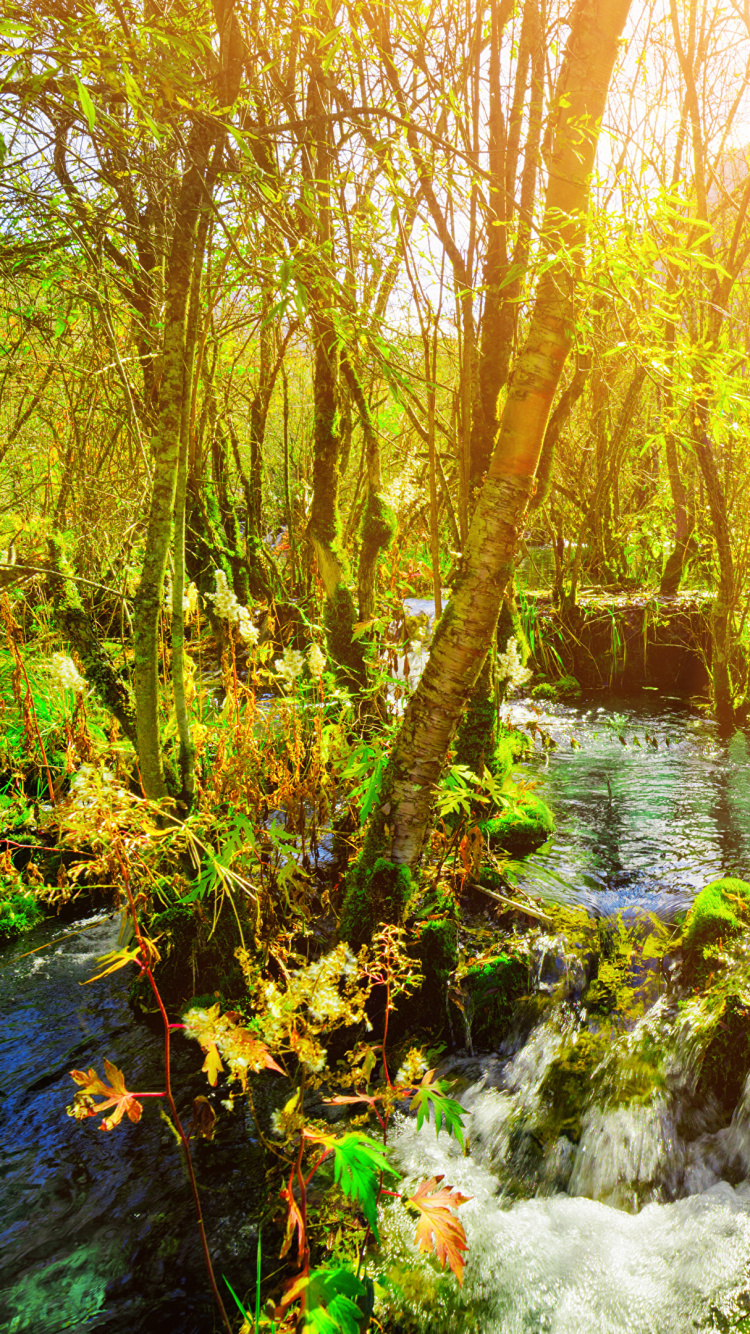 Обои парк, национальный парк, природа, природный заповедник, растительность в разрешении 750x1334