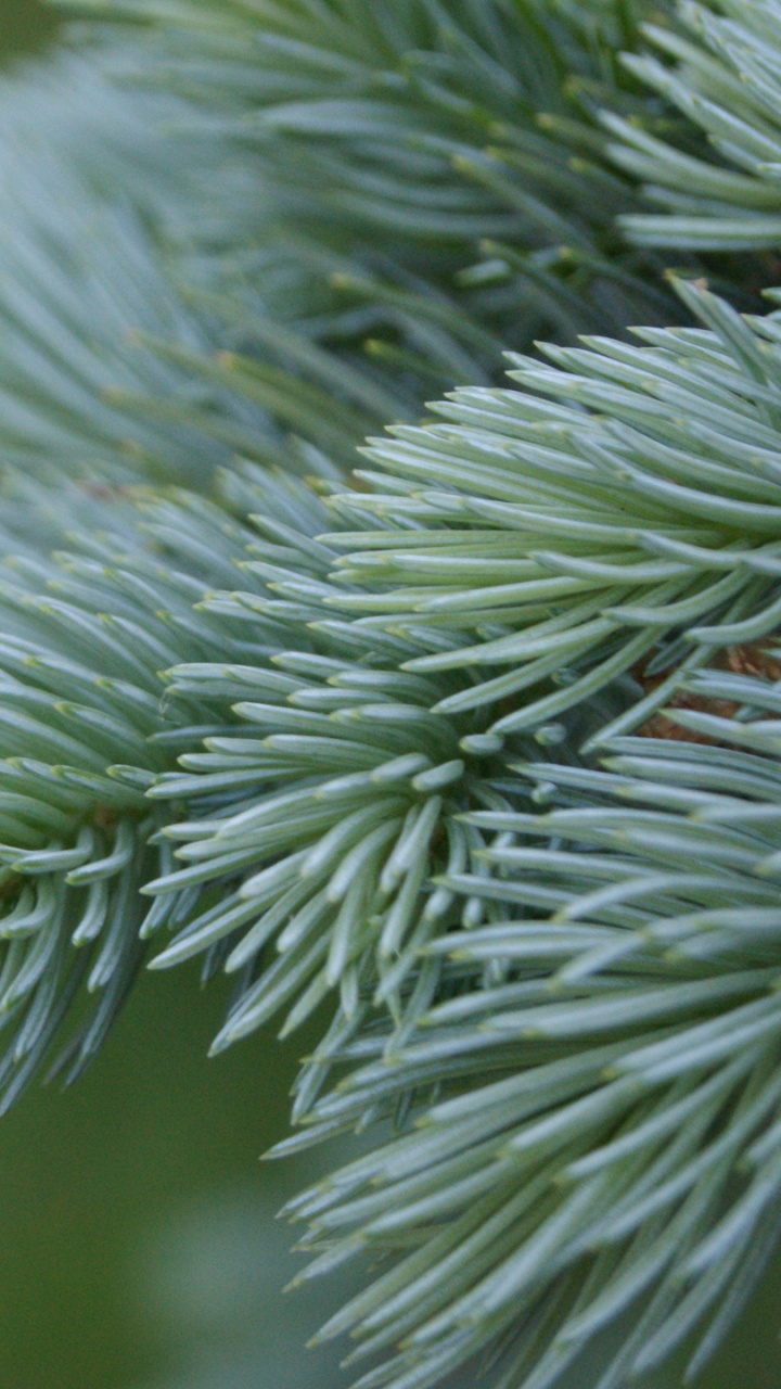 Обои ель, пихта, сосна, ветвь, игла в разрешении 720x1280