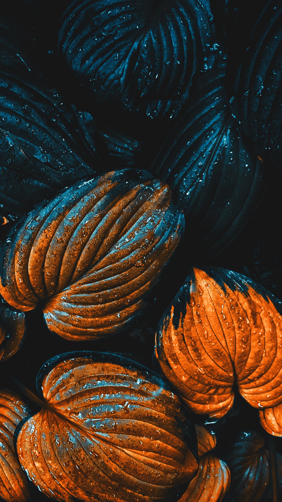 Обои яблоко, ios, полутона и оттенки, электрик, газ в разрешении 1080x1920