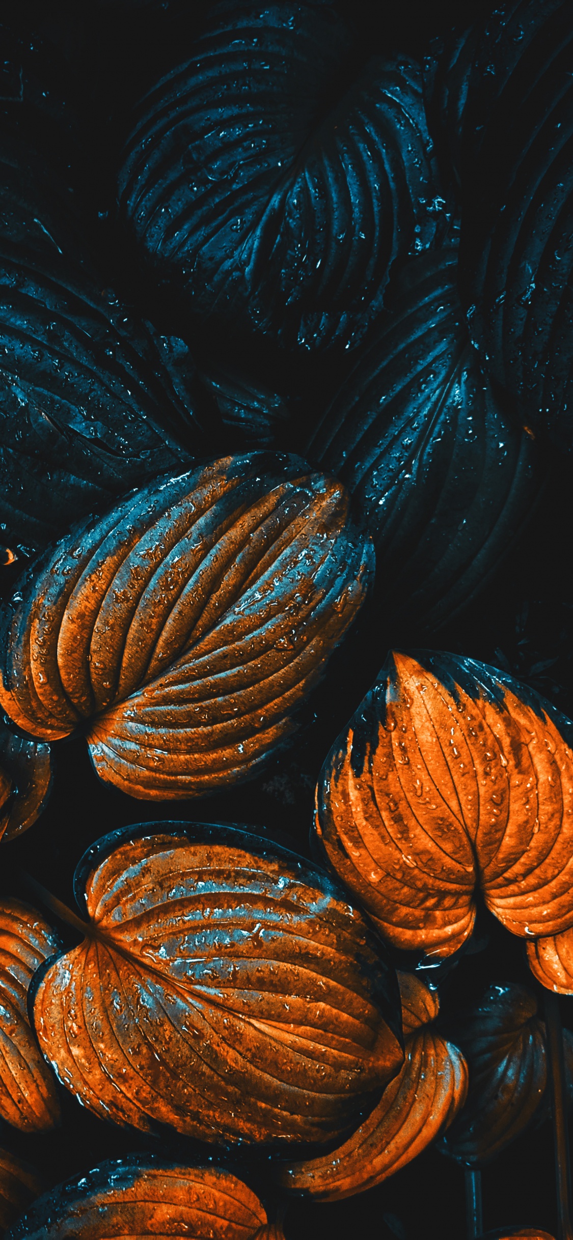 Обои яблоко, ios, полутона и оттенки, электрик, газ в разрешении 1125x2436