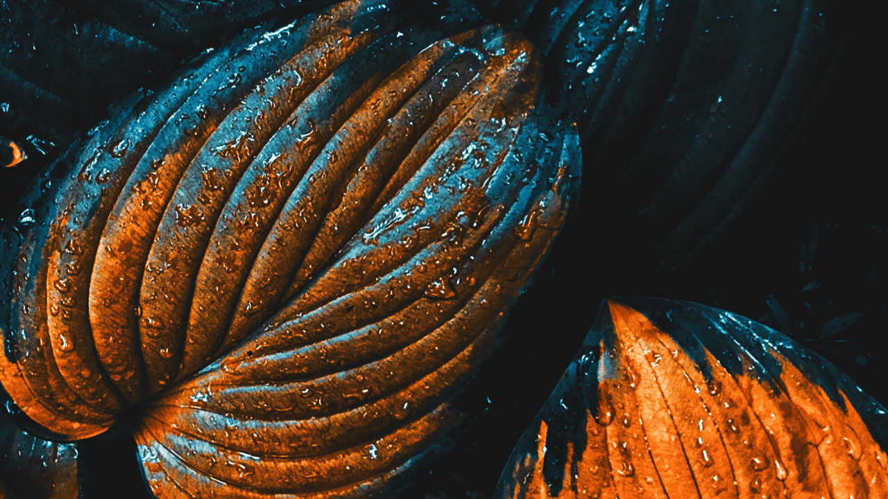 Обои яблоко, ios, полутона и оттенки, электрик, газ в разрешении 1280x720