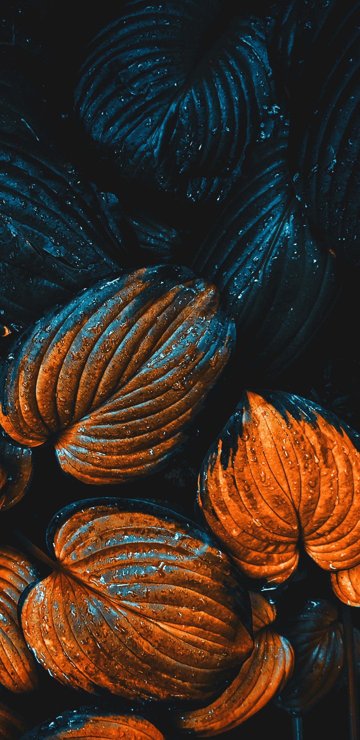 Обои яблоко, ios, полутона и оттенки, электрик, газ в разрешении 1440x2960