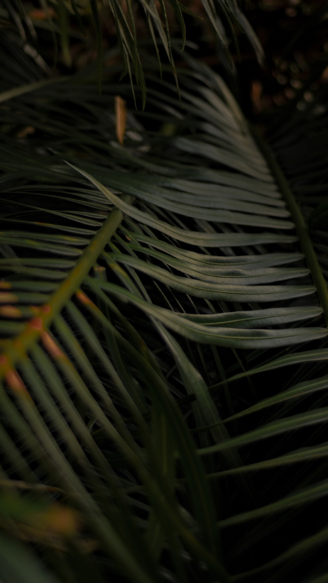 Обои прут, дерево, лист, растение, Пальма в разрешении 1080x1920