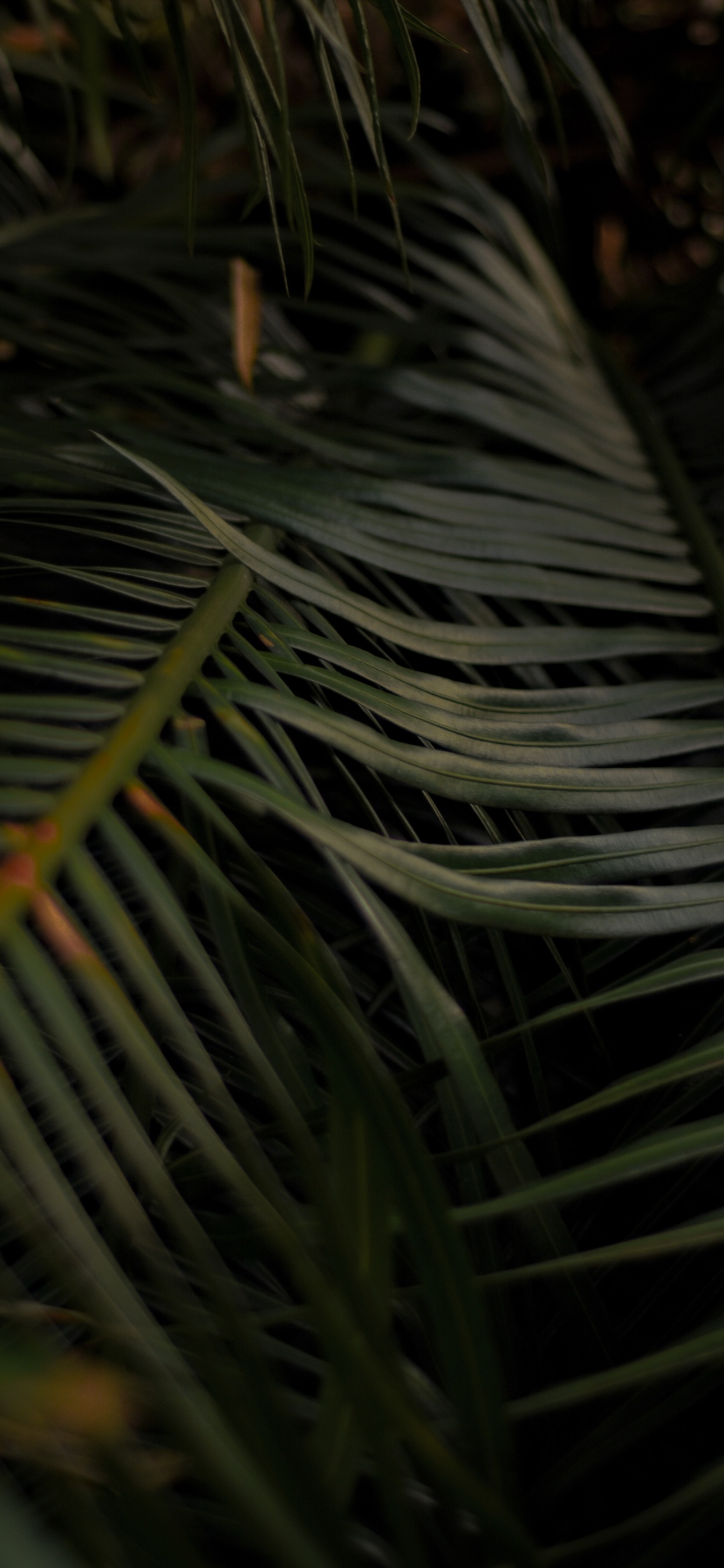 Обои прут, дерево, лист, растение, Пальма в разрешении 1242x2688
