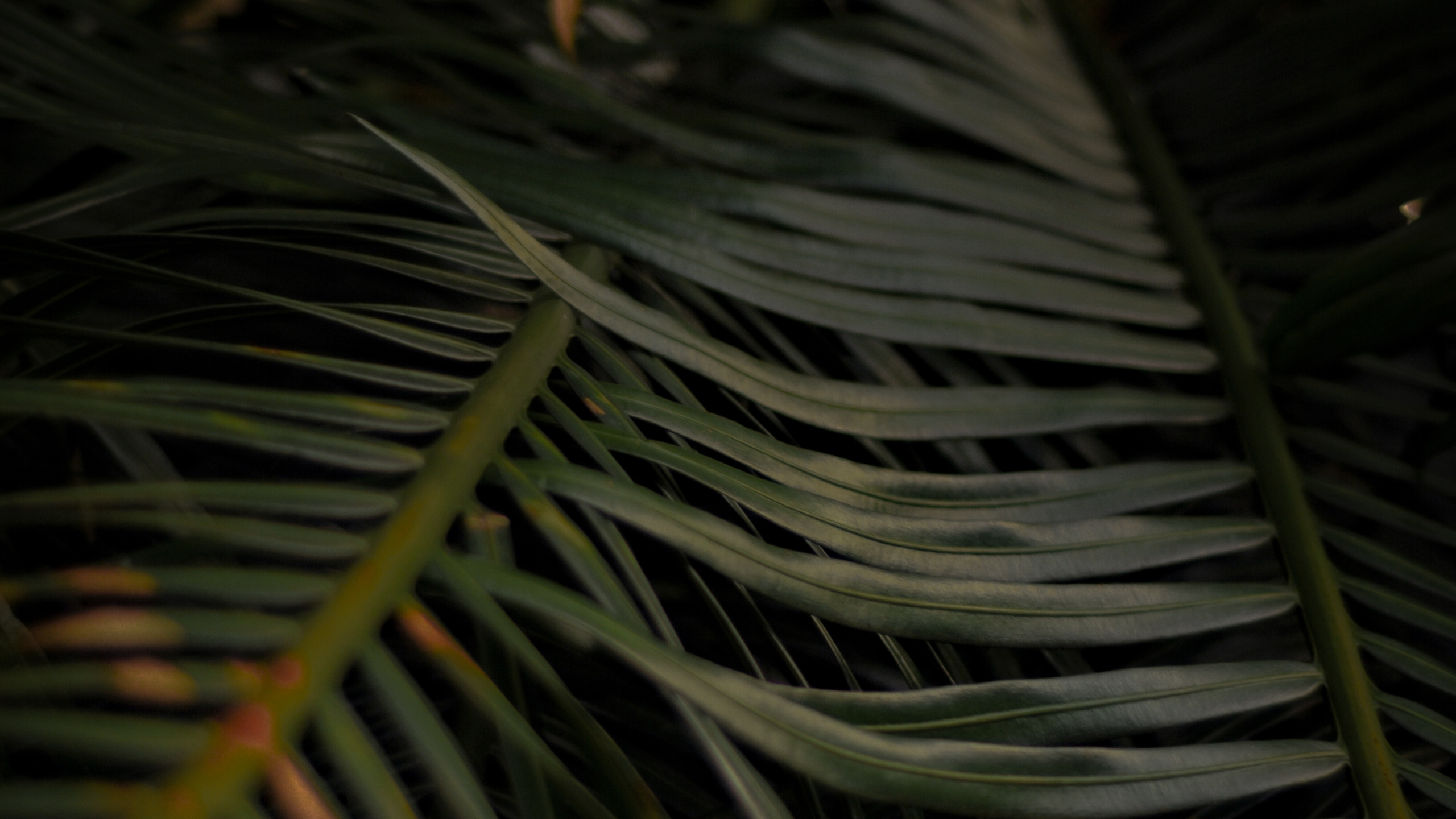 Обои прут, дерево, лист, растение, Пальма в разрешении 2560x1440