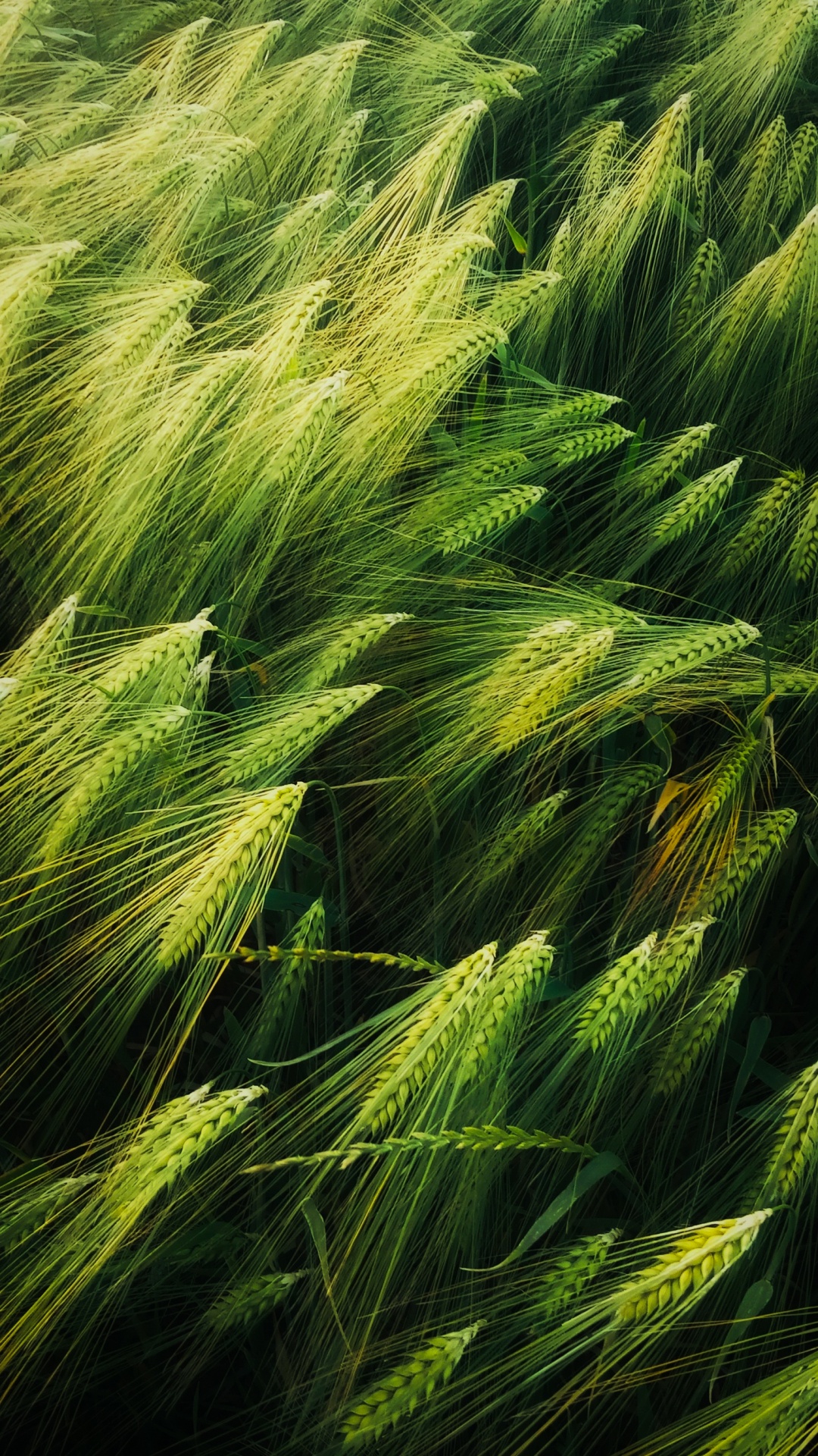 Обои иллюстрация, арт, добро, растение, наземное растение в разрешении 1080x1920