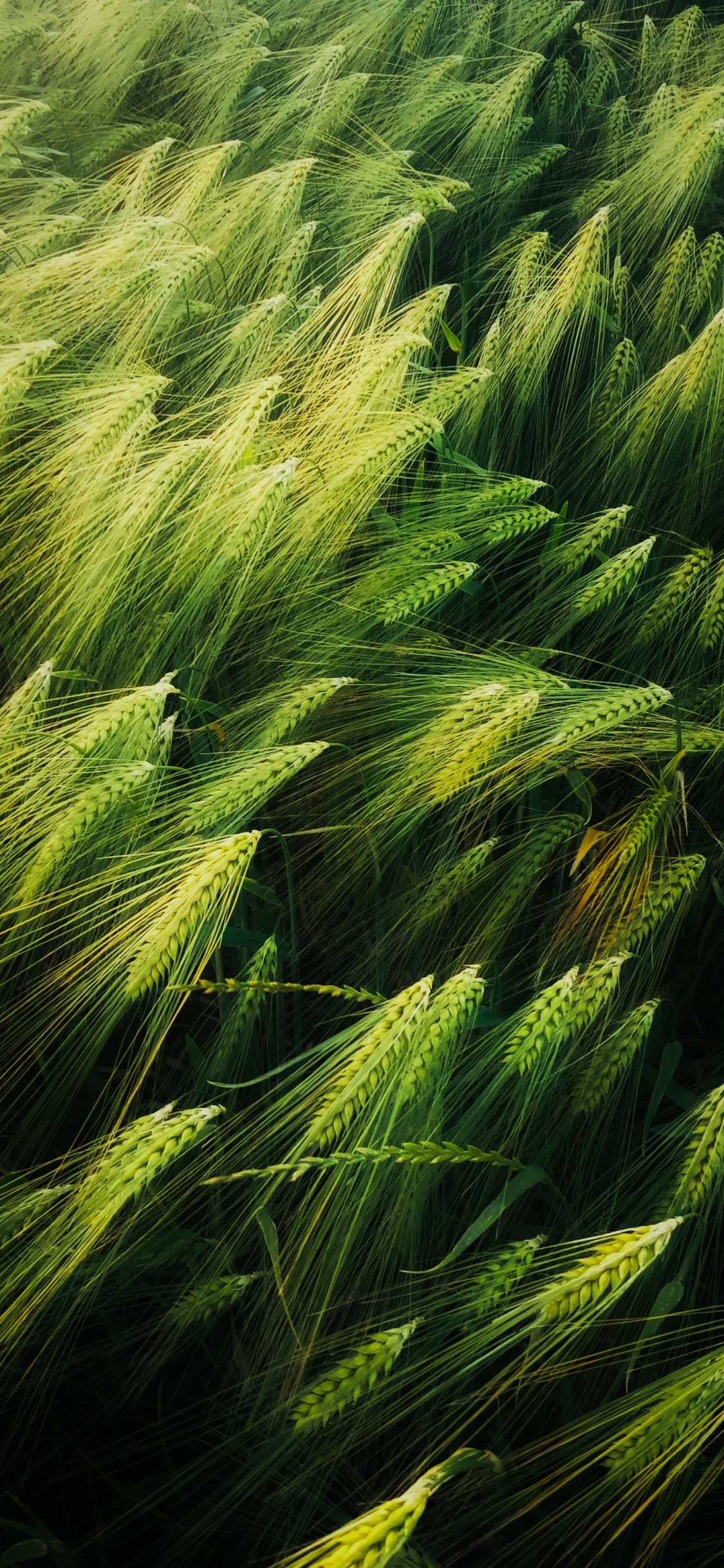 Обои иллюстрация, арт, добро, растение, наземное растение в разрешении 1125x2436