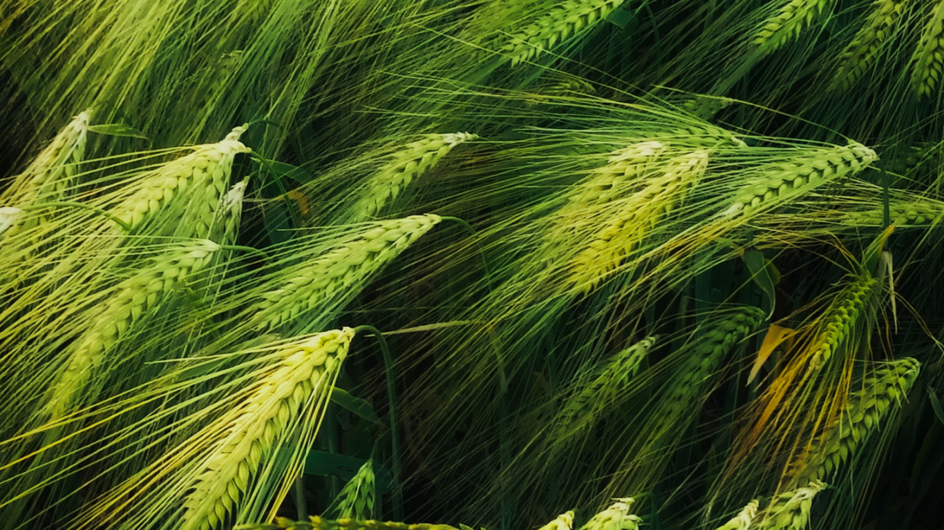 Обои иллюстрация, арт, добро, растение, наземное растение в разрешении 1366x768