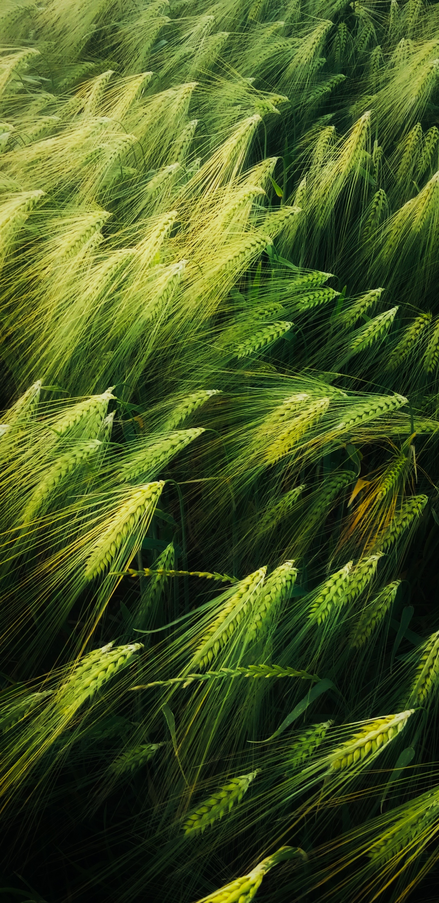 Обои иллюстрация, арт, добро, растение, наземное растение в разрешении 1440x2960