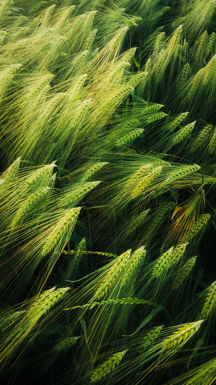 Обои иллюстрация, арт, добро, растение, наземное растение в разрешении 720x1280