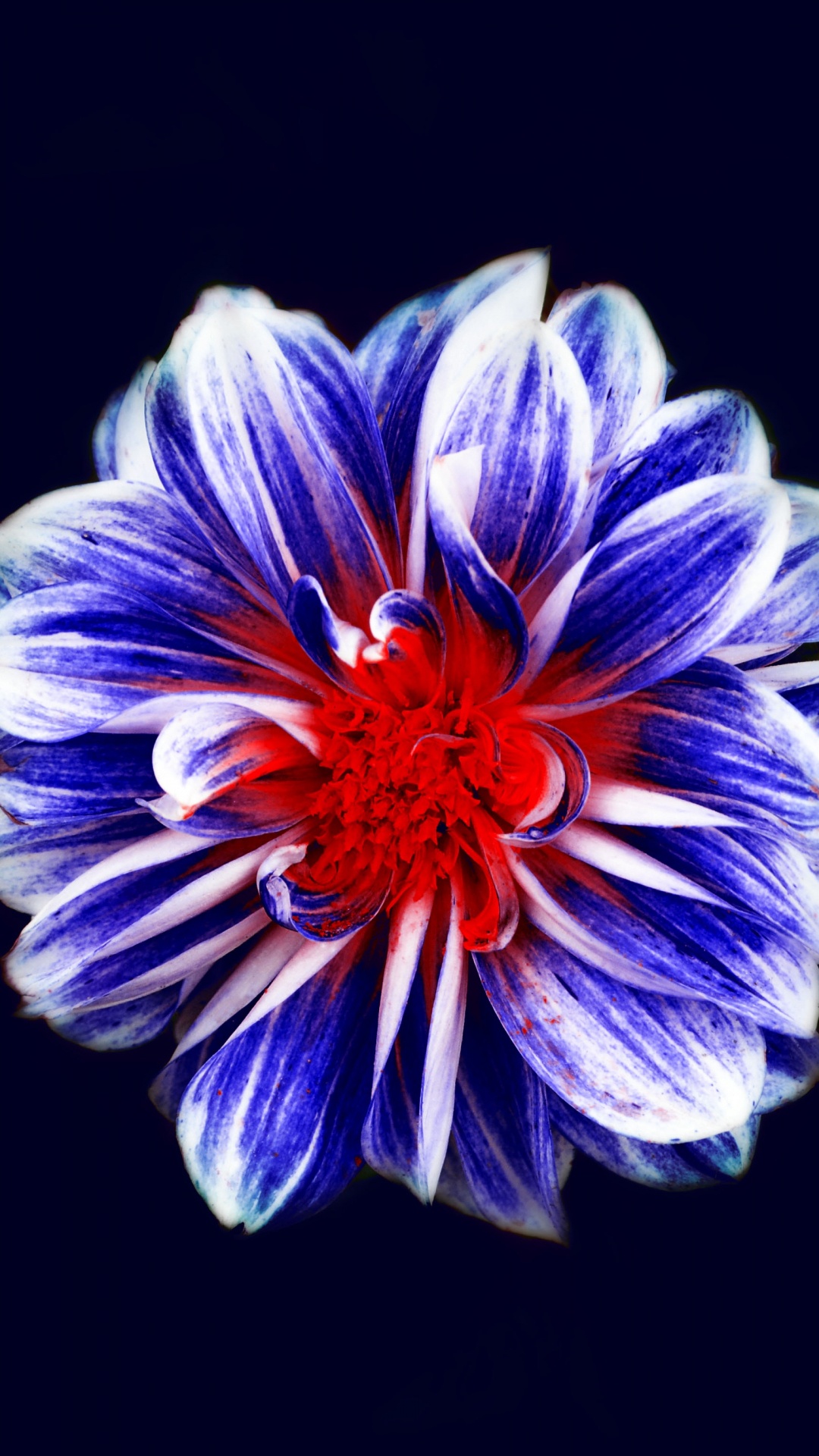 Обои цветок, цветковое растение, синий, синий кобальт, лепесток в разрешении 1080x1920