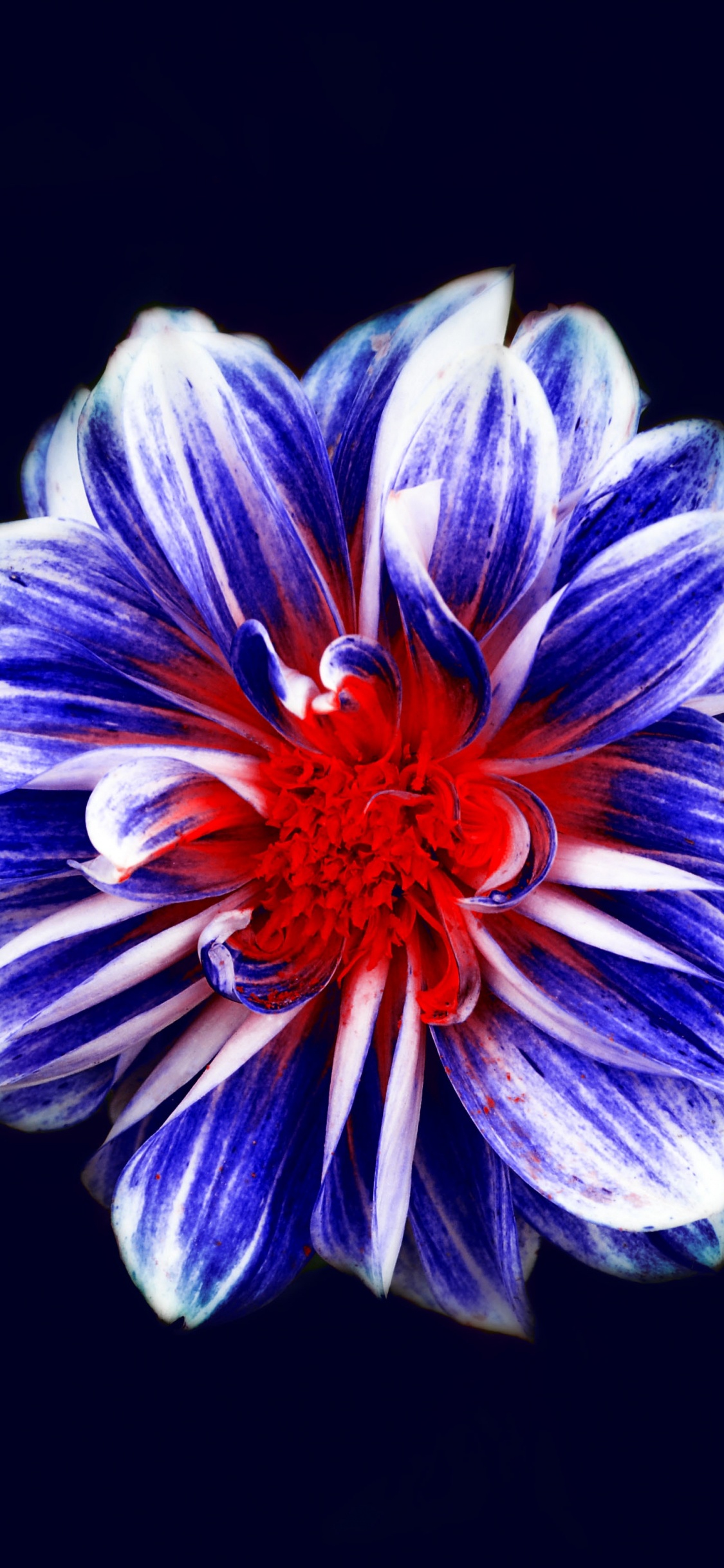 Обои цветок, цветковое растение, синий, синий кобальт, лепесток в разрешении 1125x2436