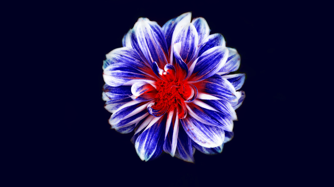 Обои цветок, цветковое растение, синий, синий кобальт, лепесток в разрешении 1280x720