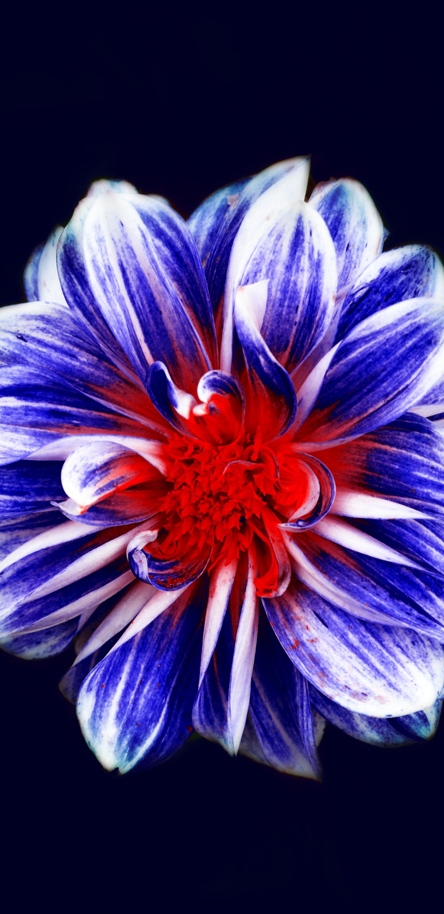 Обои цветок, цветковое растение, синий, синий кобальт, лепесток в разрешении 1440x2960