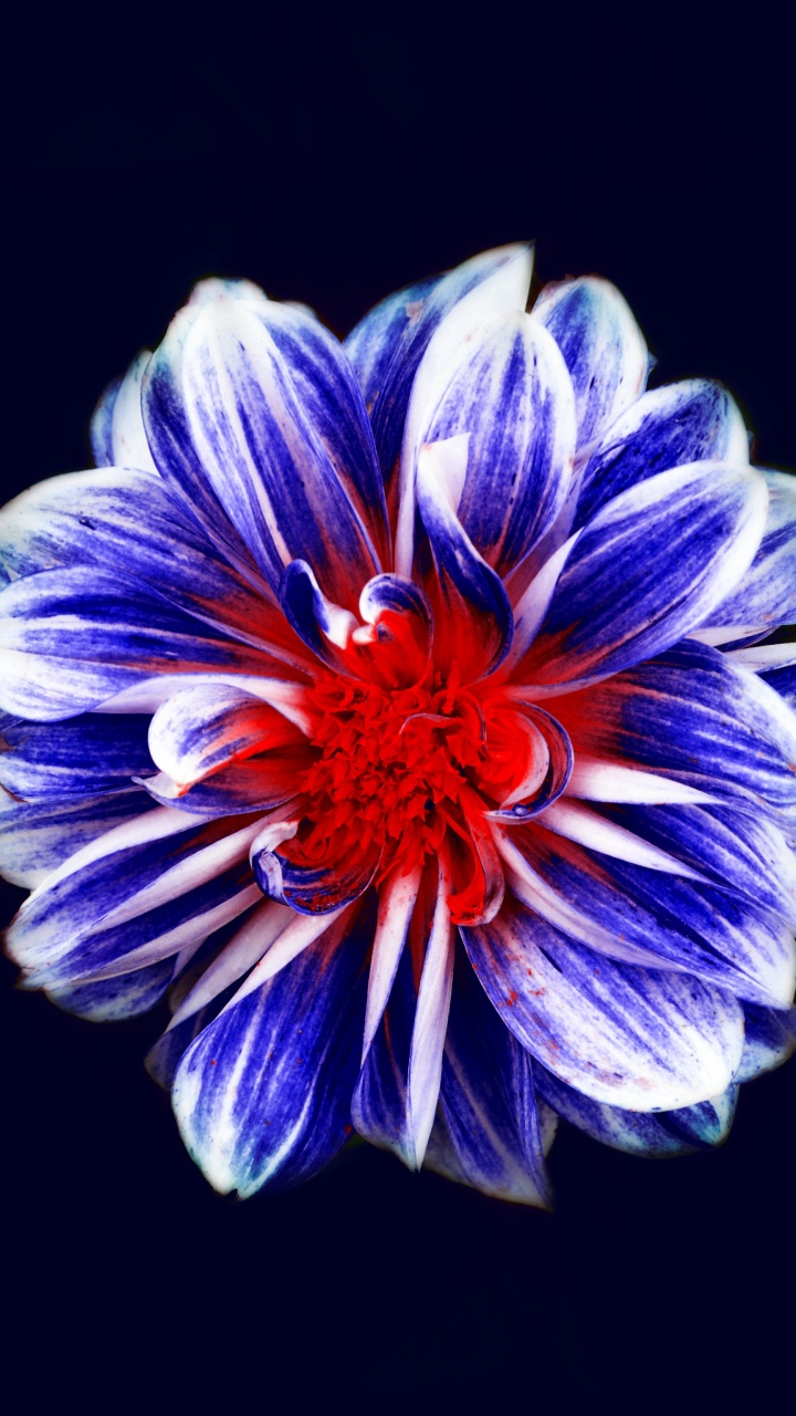Обои цветок, цветковое растение, синий, синий кобальт, лепесток в разрешении 720x1280