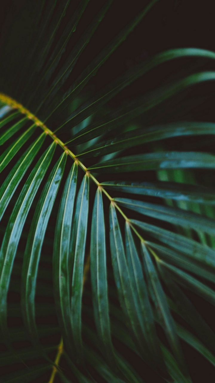 Обои лист, пальмовые рощи, ветвь с листьями, папоротник, Archontophoenix cunninghamiana в разрешении 720x1280