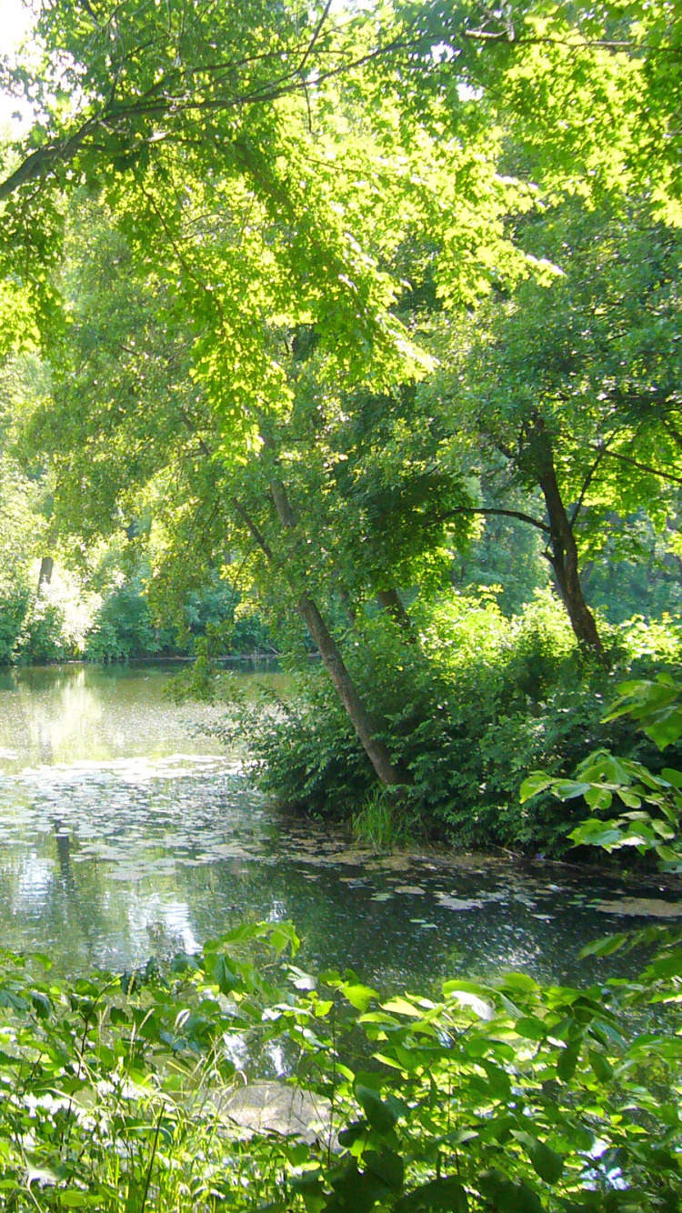 Обои природа, природный заповедник, дерево, растительность, тугай в разрешении 750x1334