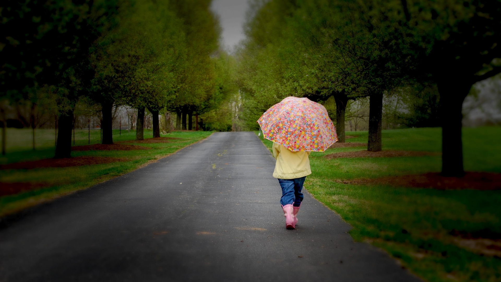 Обои зонтик, природа, зеленый, дерево, древесные растения в разрешении 1920x1080