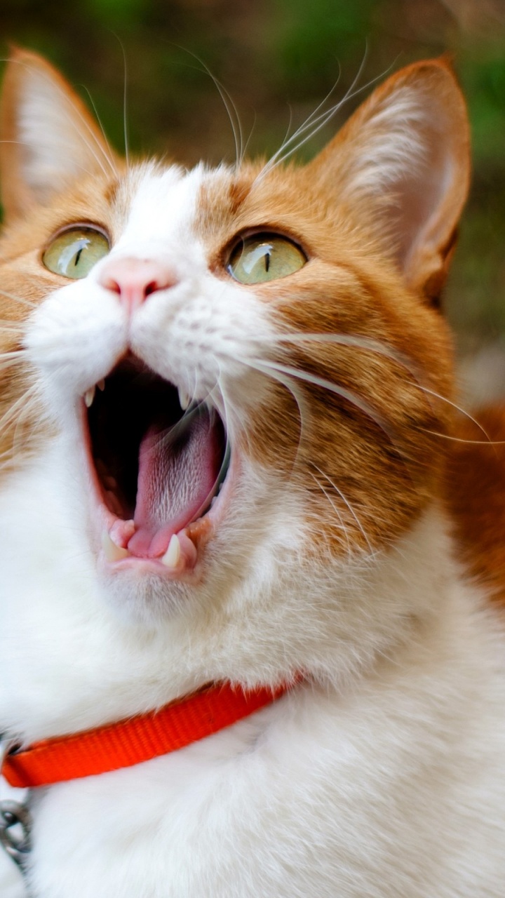 Обои котенок, мимика, зевок, морда, выражение лица в разрешении 720x1280
