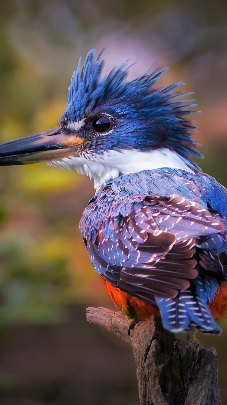 Обои зимородок, Обыкновенный зимородок, Опоясанный зимородок, клюв, птица в разрешении 750x1334