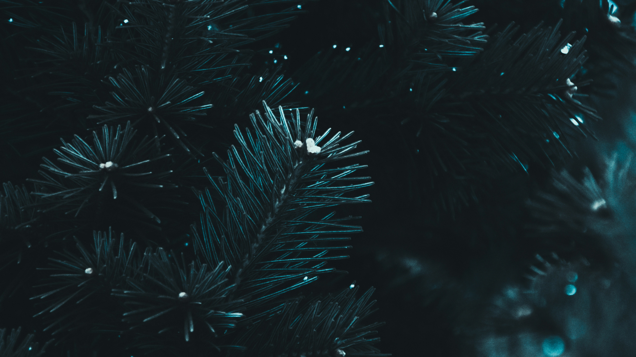 Обои черный, вода, синий, темнота, ночь в разрешении 2560x1440