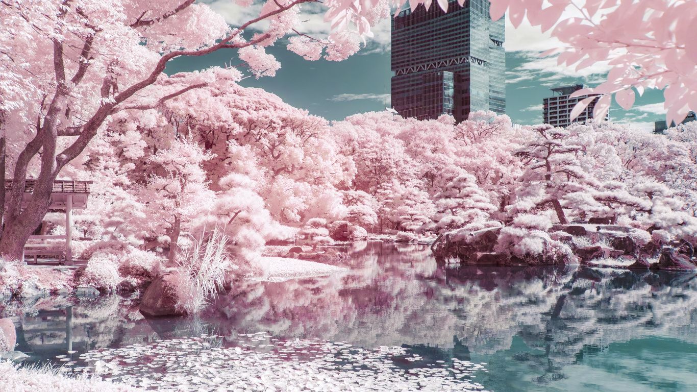 Обои дерево, ветвь, розовый, водоток, Банк в разрешении 1366x768