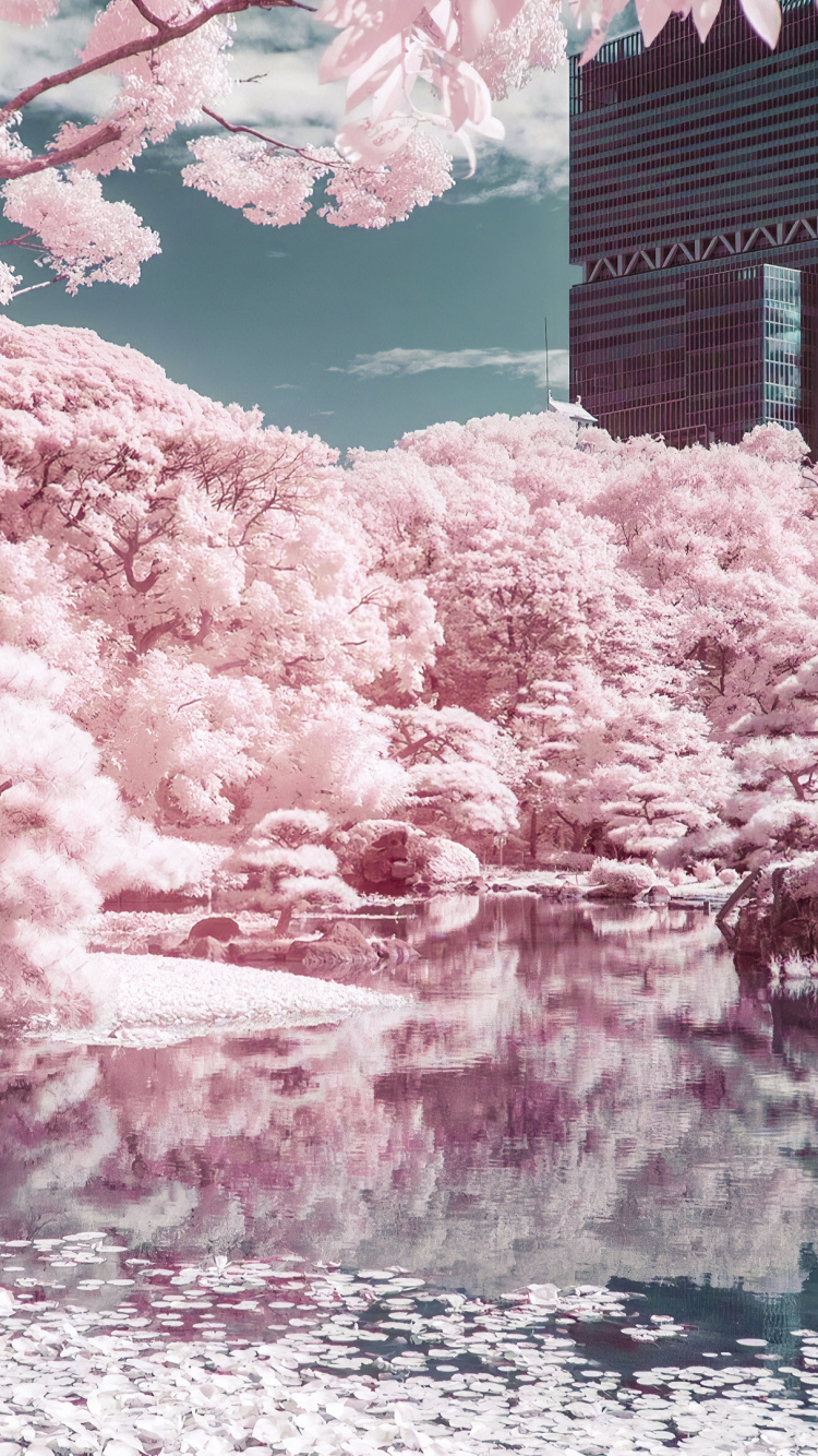 Обои дерево, ветвь, розовый, водоток, Банк в разрешении 750x1334