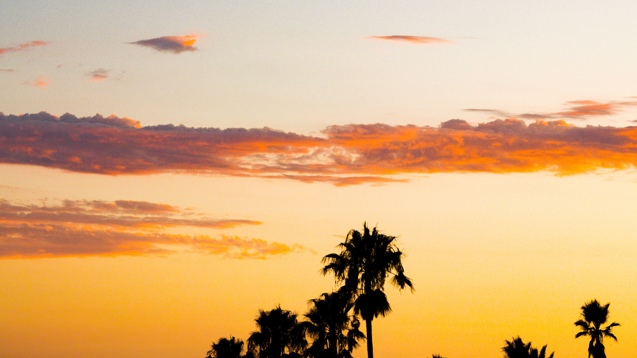 Обои закат, послесвечение, дерево, облако, Пальма в разрешении 1280x720