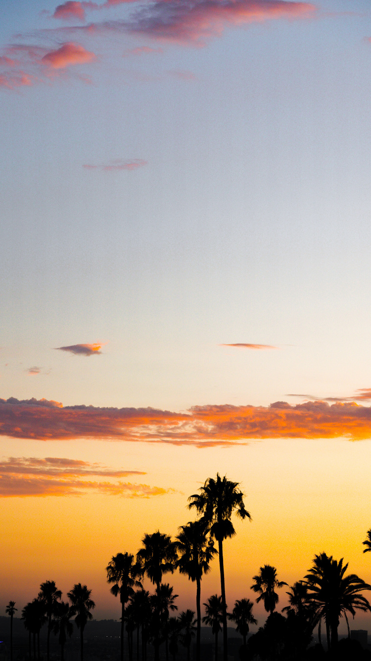 Обои закат, послесвечение, дерево, облако, Пальма в разрешении 750x1334