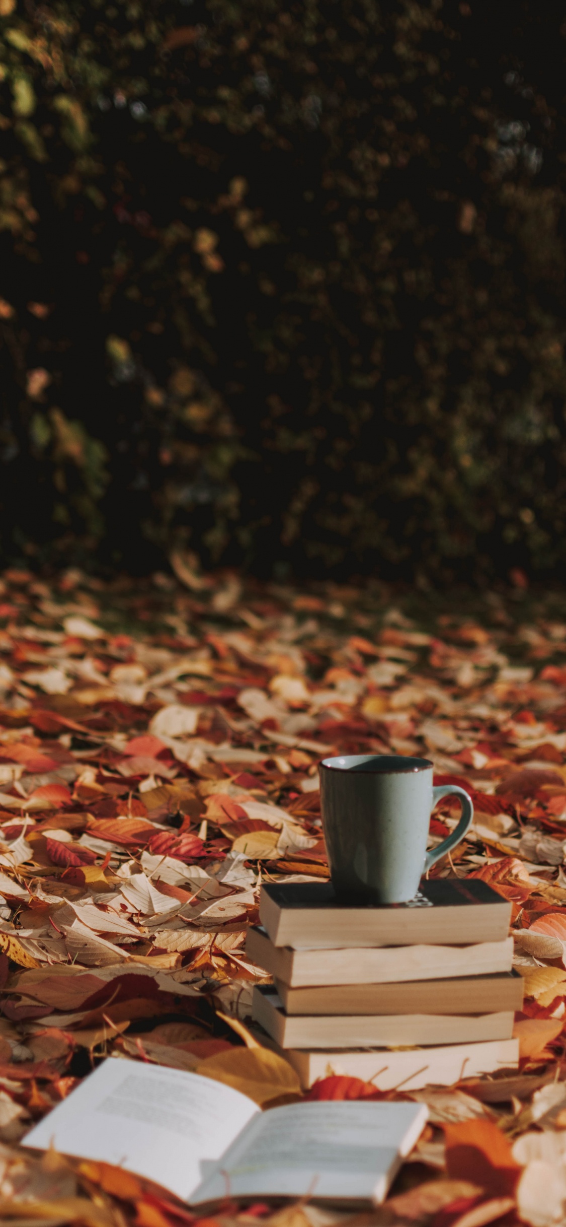 Обои дерево, растение, натюрморт, осень, листопадные в разрешении 1125x2436