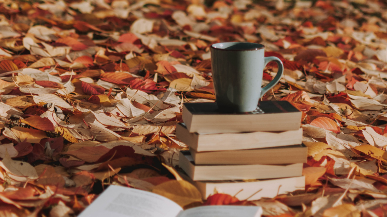 Обои дерево, растение, натюрморт, осень, листопадные в разрешении 1280x720