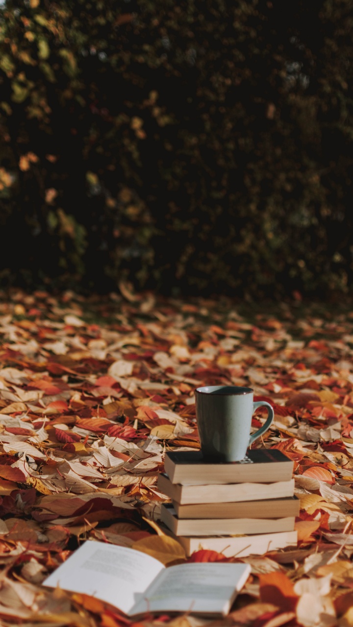 Обои дерево, растение, натюрморт, осень, листопадные в разрешении 720x1280