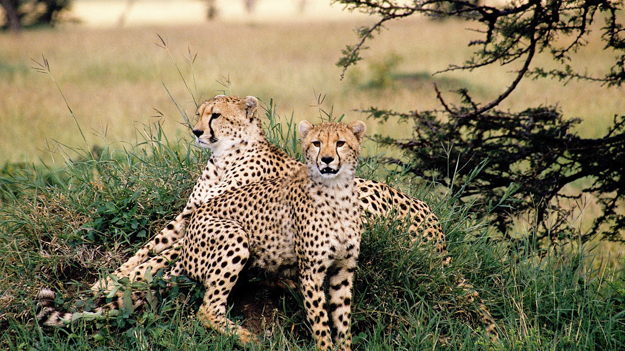 Обои Гепард, кошачьих, Леопард, наземные животные, живая природа в разрешении 1280x720