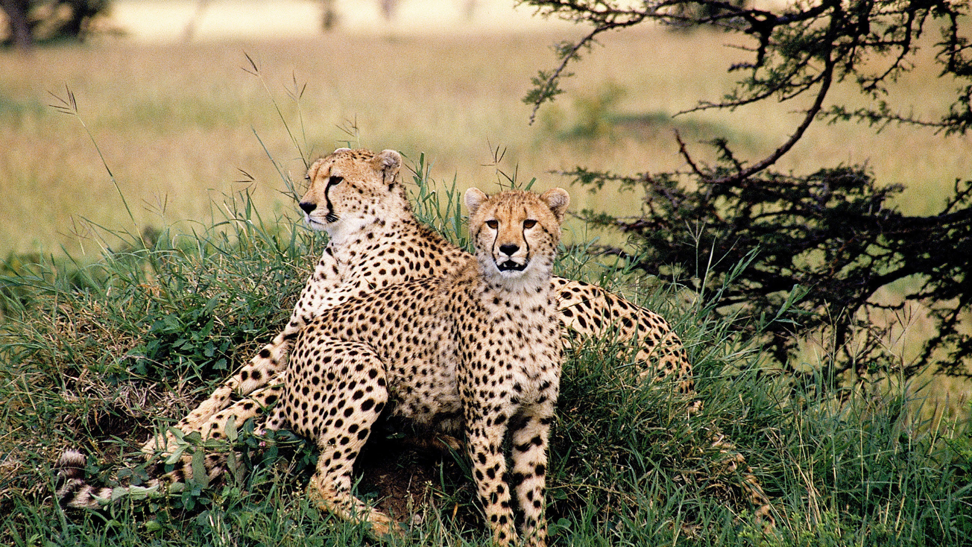 Обои Гепард, кошачьих, Леопард, наземные животные, живая природа в разрешении 1920x1080