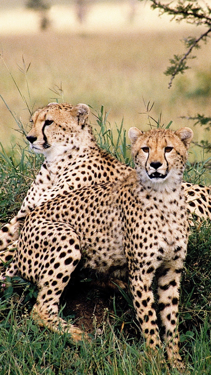 Обои Гепард, кошачьих, Леопард, наземные животные, живая природа в разрешении 720x1280